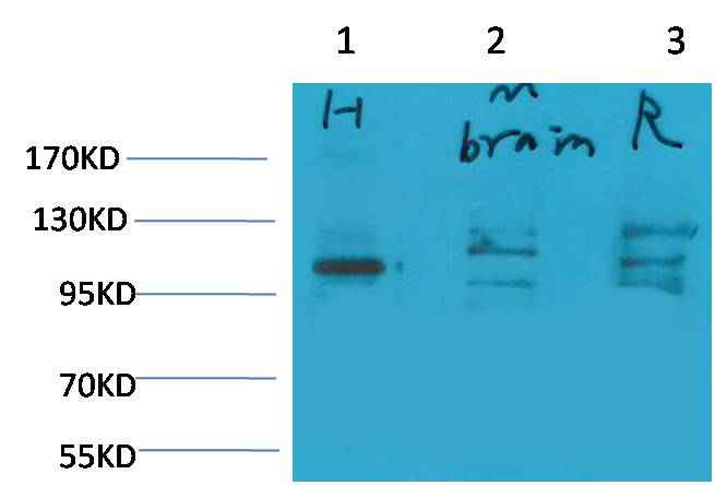 Glutamate Receptor 1 Rabbit pAb
