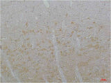 Cav3.3 Rabbit pAb