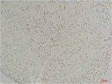 Connexin-26 Rabbit pAb