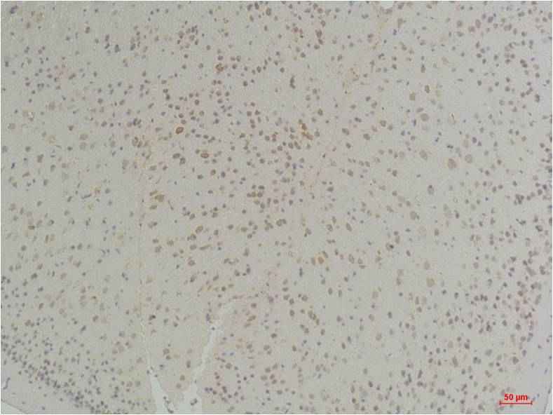 Connexin-26 Rabbit pAb