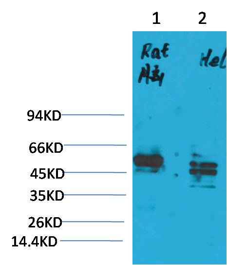 CXCR4 Rabbit pAb