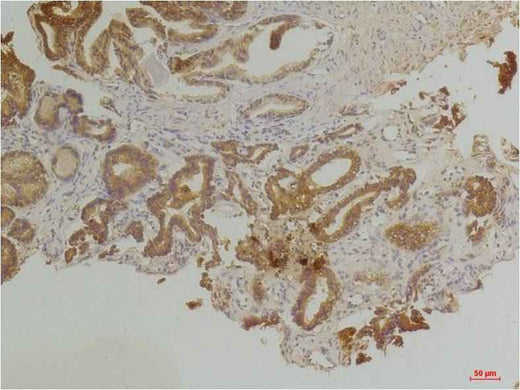 Endothelin B Receptor Rabbit pAb