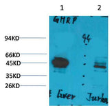 Ghrelin Receptor Rabbit pAb