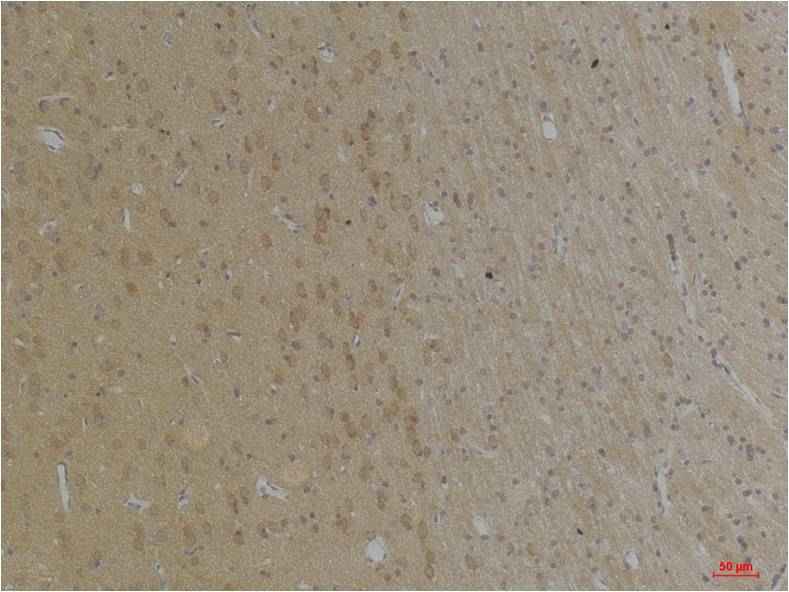KCNK4(TRAAK) Rabbit pAb