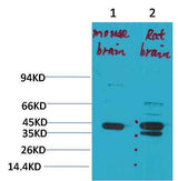 KCNK9(TASK-3) Rabbit pAb