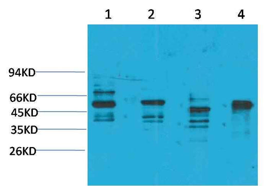 KCNN4(SK4) Rabbit pAb