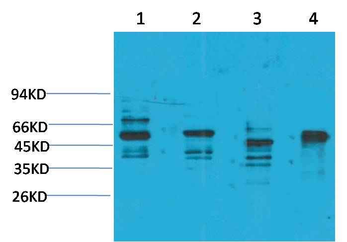 KCNN4(SK4) Rabbit pAb