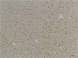 KVβ1 Rabbit pAb