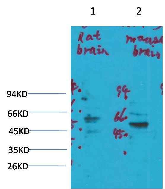 Kv1.3 Rabbit pAb