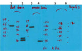Kv10.2 Rabbit pAb