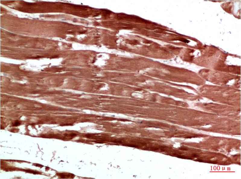 AMPK γ1 Rabbit pAb