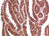 ERK1/2 Rabbit pAb