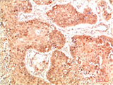 Nrf2 Rabbit pAb