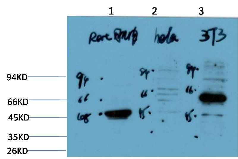 Calreticulin Rabbit pAb