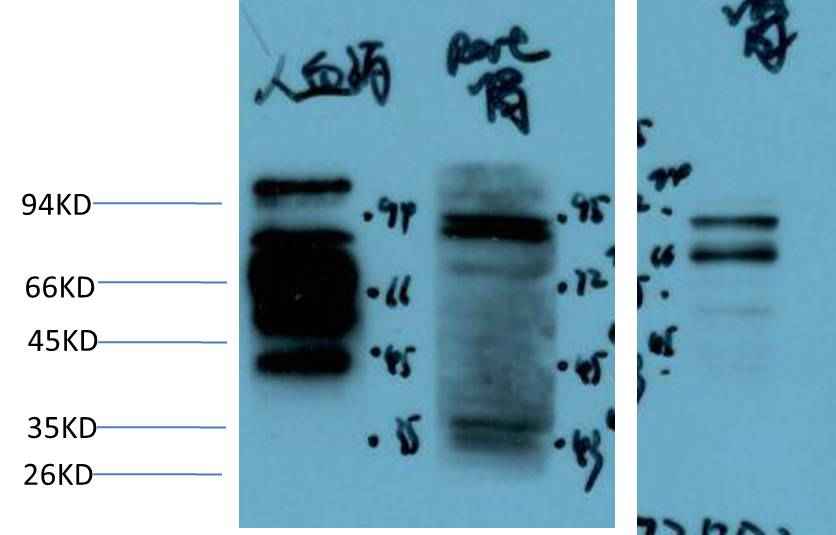 Kininogen 1 Rabbit pAb