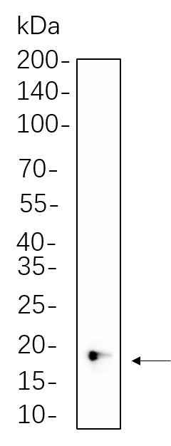 Anti-Human/Mouse/Rat/Sheep 4E-BP1 Antibody [B760] - ABMIUM
