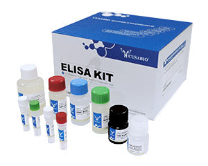 Human pulmonary activation regulated chemokine (CCL18) ELISA Kit kit image