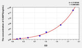 Human CASP3(Caspase 3) ELISA Kit 96T*5