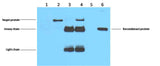 Flag-Tag Mouse mAb