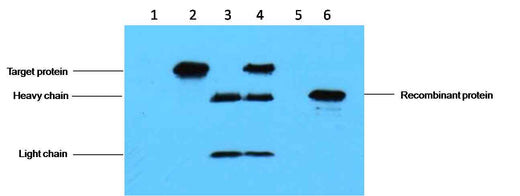 C-Myc-Tag Mouse mAb