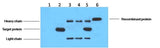 His-Tag Mouse mAb