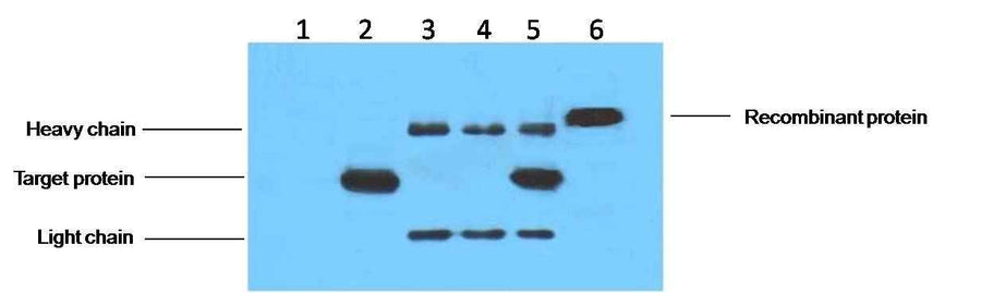 His-Tag Mouse mAb