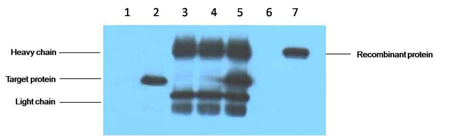 V5-Tag Mouse mAb