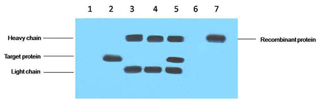 VSV-G-Tag Mouse mAb