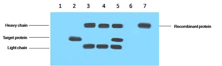 VSV-G-Tag Mouse mAb