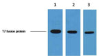 T7-Tag Mouse mAb