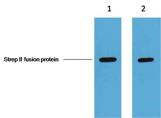 Strep-Tag Mouse mAb