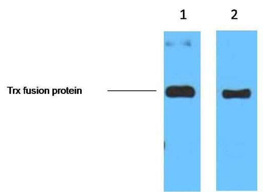 Trx-Tag Mouse mAb