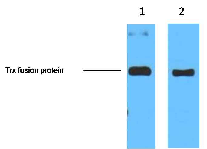 Trx-Tag Mouse mAb