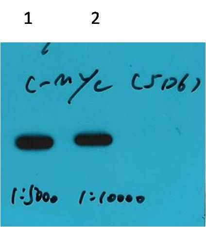 C-Myc-Tag Mouse mAb