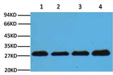 PCNA Mouse mAb