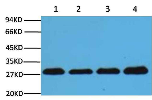 PCNA Mouse mAb
