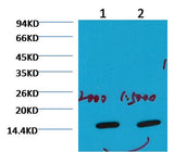 COX IV Mouse mAb 50µL/100µL