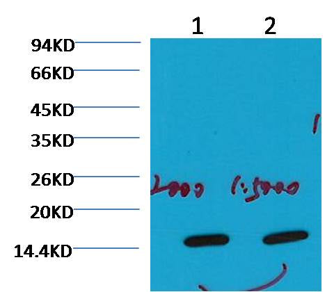COX IV Mouse mAb 50µL/100µL