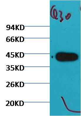 Plant actin Mouse mAb