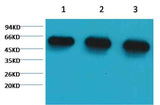 α-tubulin Mouse mAb
