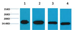 Histone H3 Mouse mAb 50µL/100µL