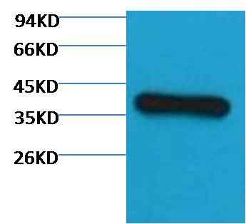 GAPDH(HRP Conjugated) Mouse mAb