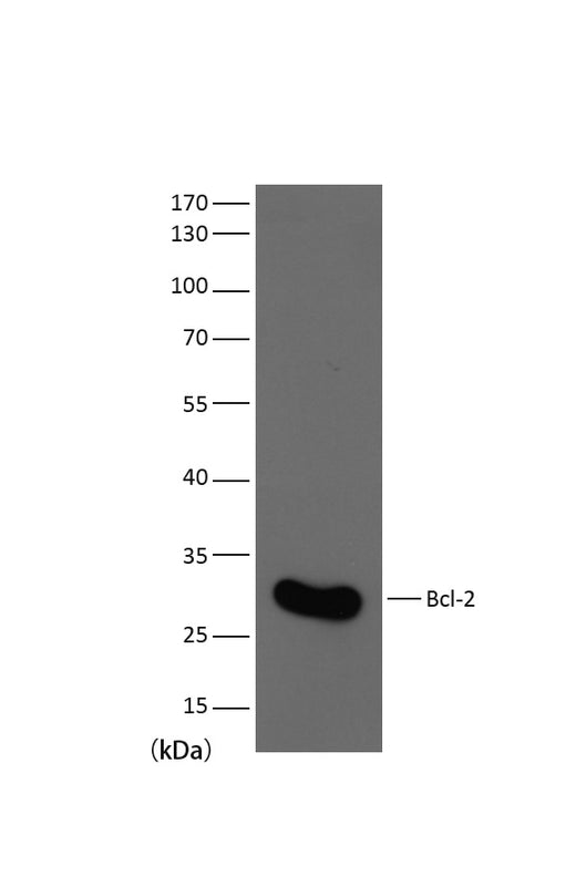 Bcl-2 Mouse mAb 50µL/100µL