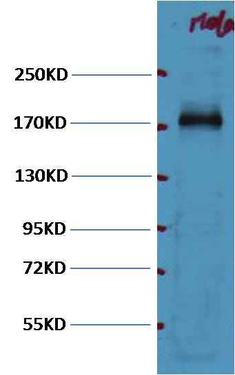 EGFR Mouse mAb