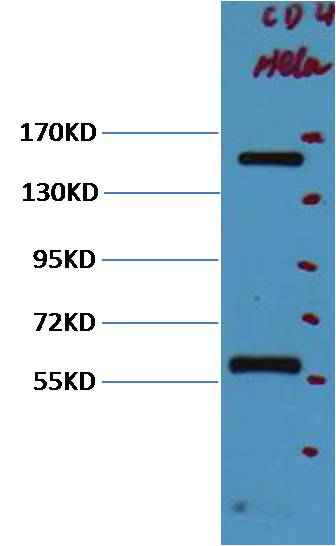 CD45 Mouse mAb