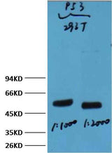 p53 Mouse mAb