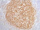 CD21 Mouse mAb