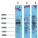 NSE Mouse mAb