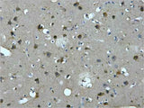 MAP2 Mouse mAb