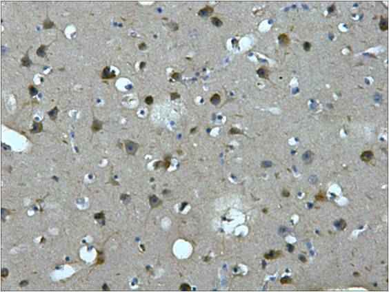 MAP2 Mouse mAb